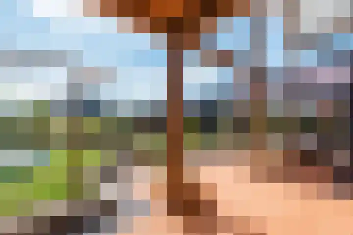 Roode Hert 15 Zeewolde thumbnail 71