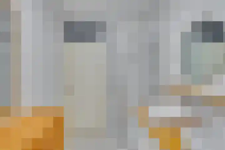 Roode Leeuw 14 Schoorl thumbnail 23