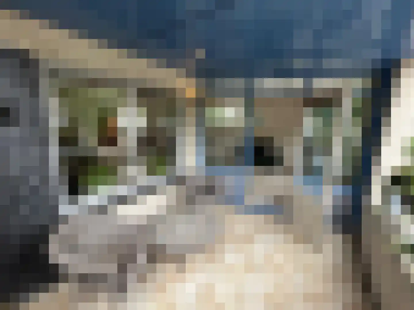Roode Leeuw 6 Schoorl thumbnail 26