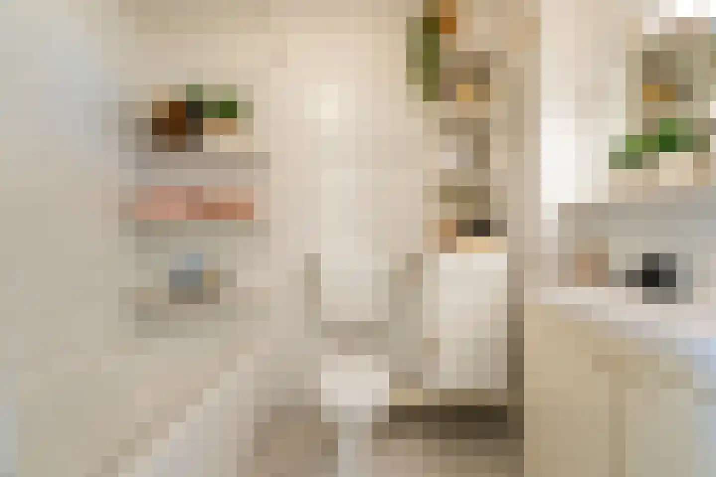 Roodeschoolstraat 13 Tilburg thumbnail 21