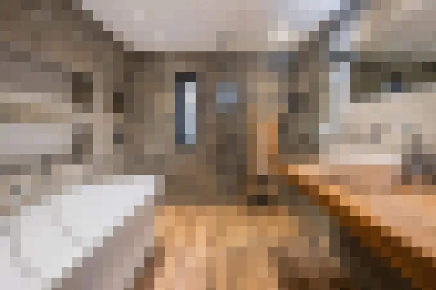 Roodeschoolstraat 26 Tilburg thumbnail 4
