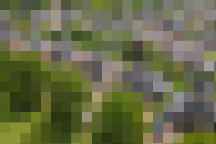 Roodhekkenpas 79 Druten thumbnail 61
