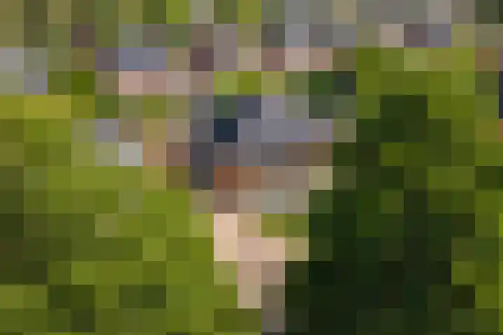 Roodhekkenpas 89 Druten thumbnail 36