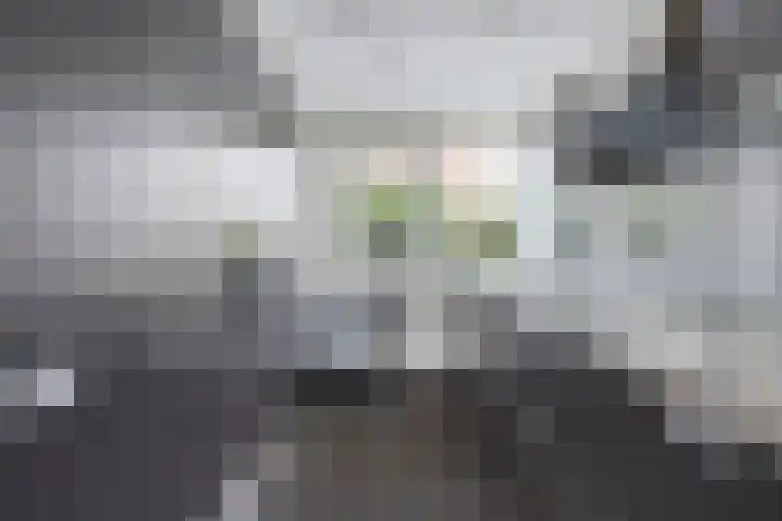 Roodkapje 25 Eindhoven thumbnail 14