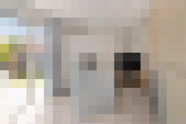 Roodkapje 25 Eindhoven thumbnail 17