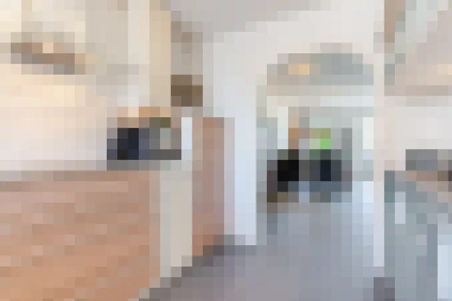 Roodkapje 27 Eindhoven thumbnail 15