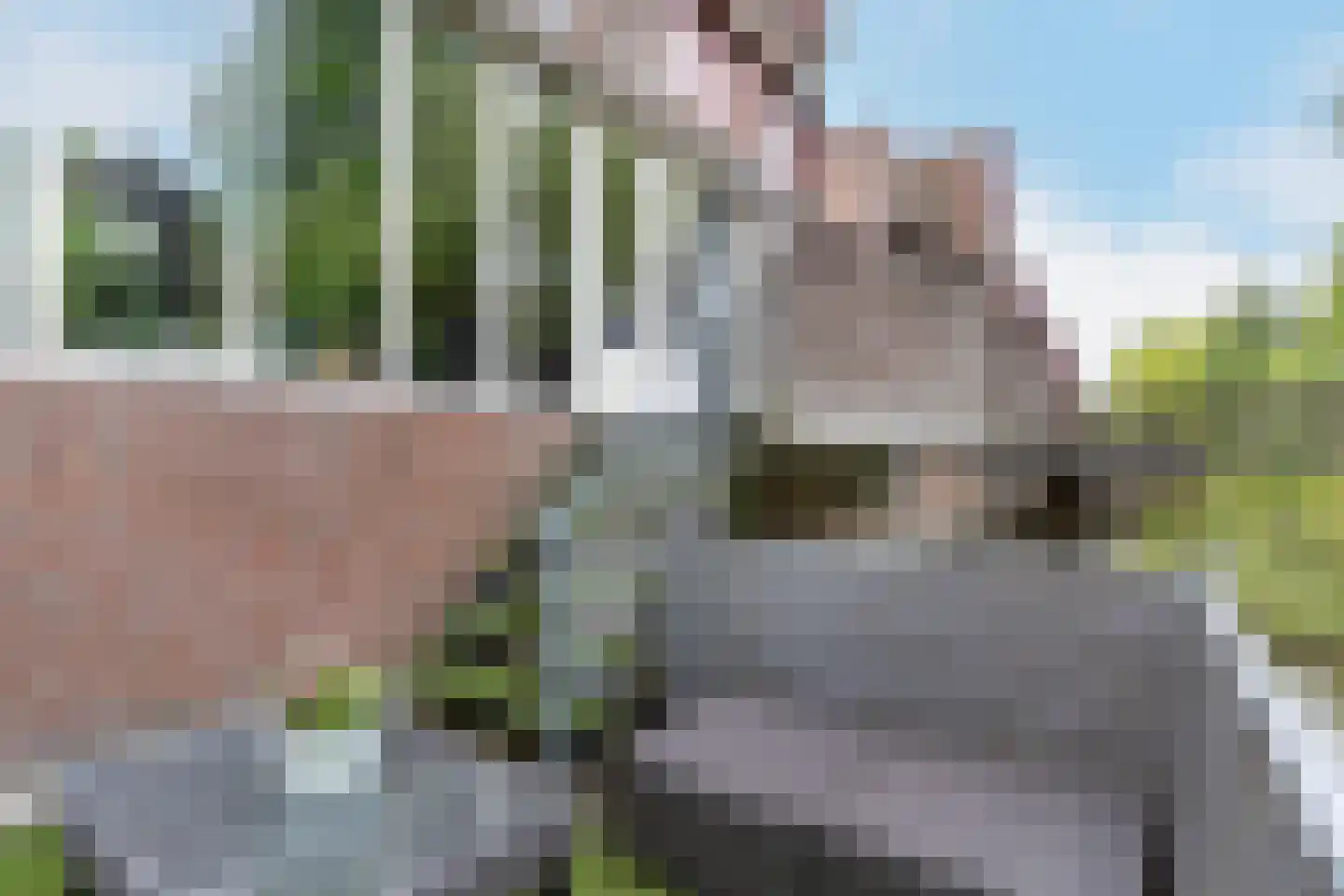 Roodmus 38 Nieuwegein thumbnail 16