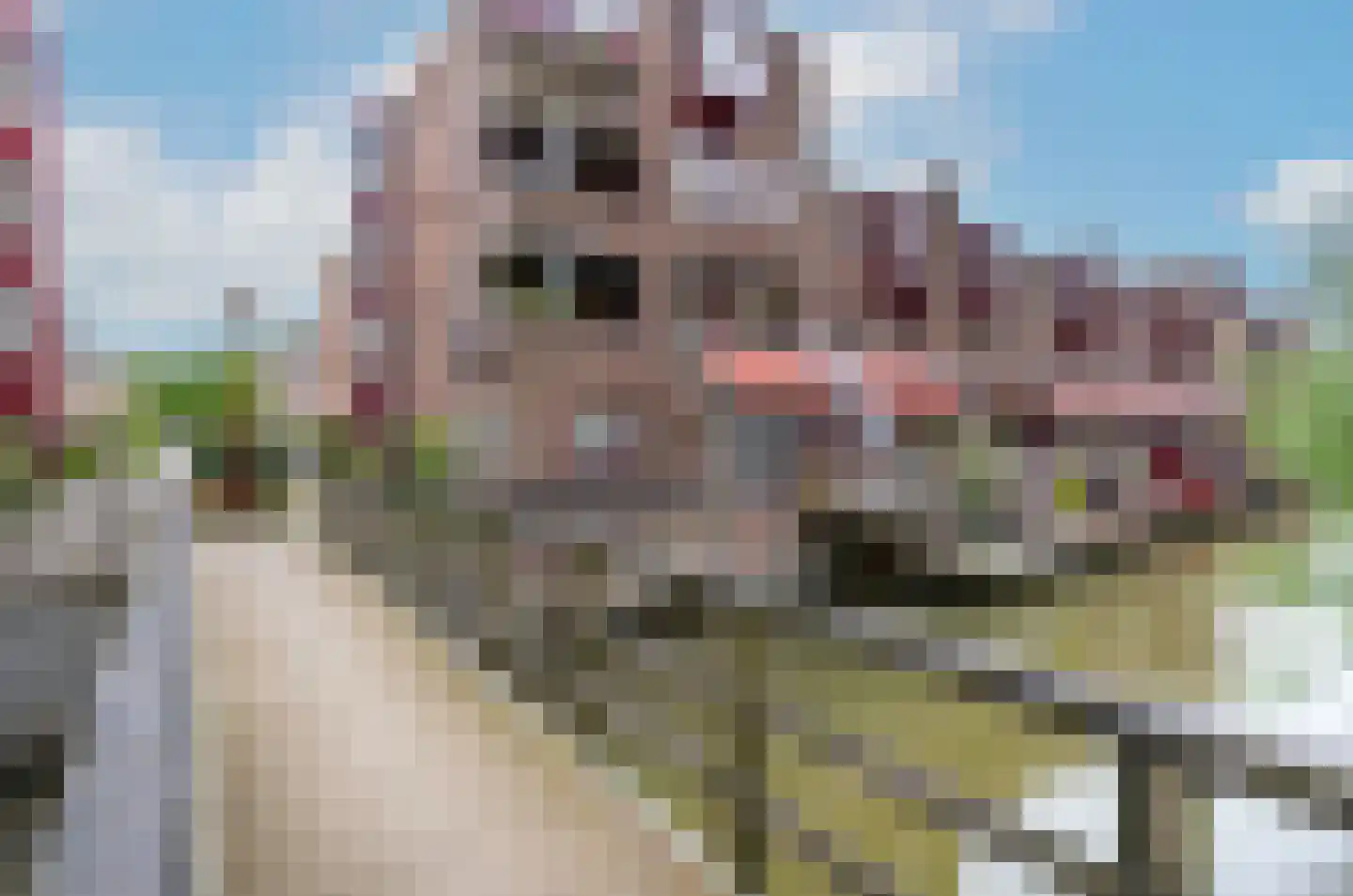 Roodmus 38 Nieuwegein thumbnail 40