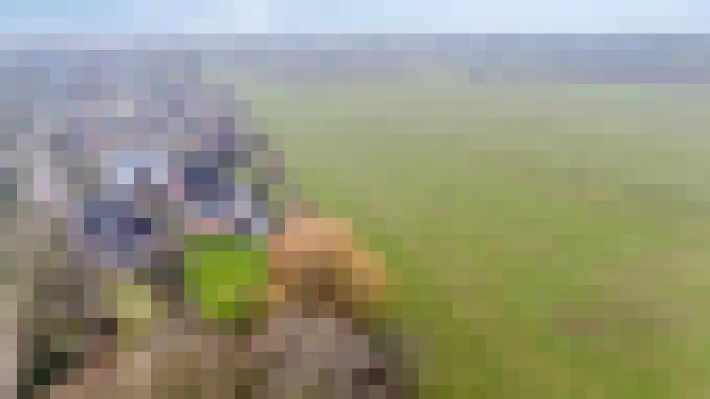 Roodwilligen 137 Zevenaar thumbnail 54