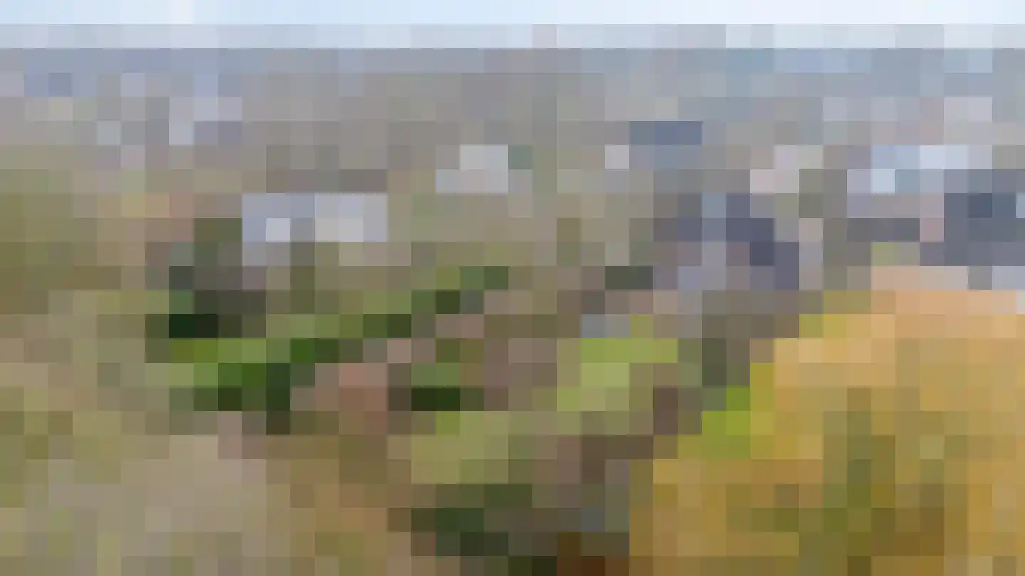 Roodwilligen 137 Zevenaar thumbnail 55