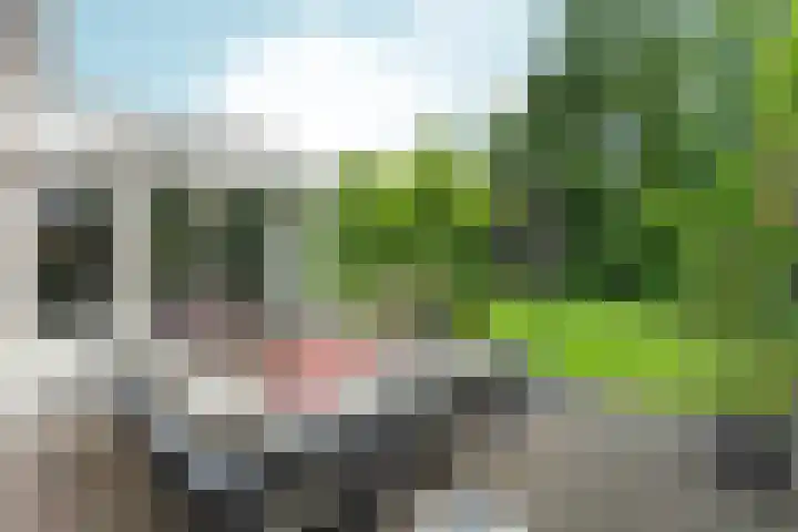 Roodwilligen 64 Zevenaar thumbnail 48