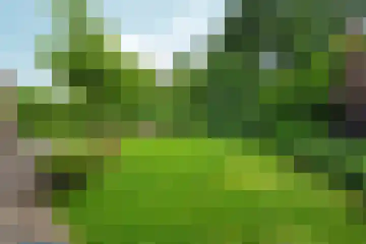 Roodwilligen 64 Zevenaar thumbnail 51