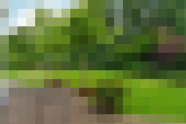 Roodwilligen 64 Zevenaar thumbnail 52