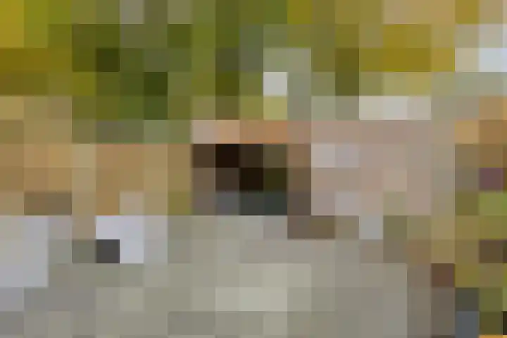 Rooi Hartenpark 43 Tilburg thumbnail 45