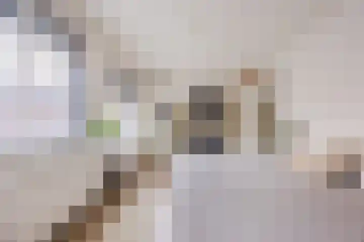 Rooijsestraat 29 Uden thumbnail 20