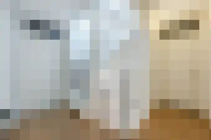 Rooijsestraat 39 Uden thumbnail 35