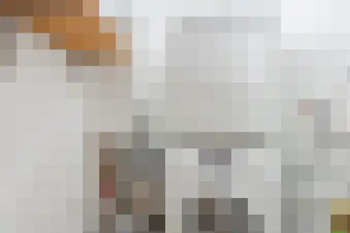 Rooijsestraat 39 Uden thumbnail 41