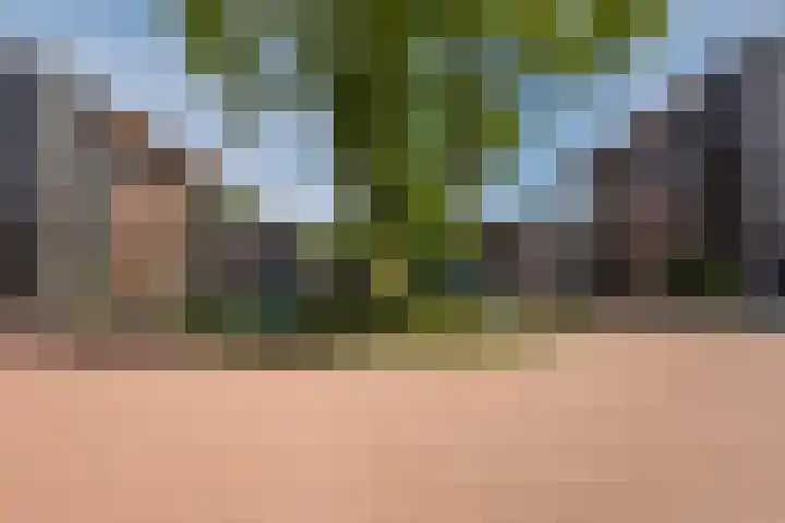 Rooijsestraat 39 Uden thumbnail 9