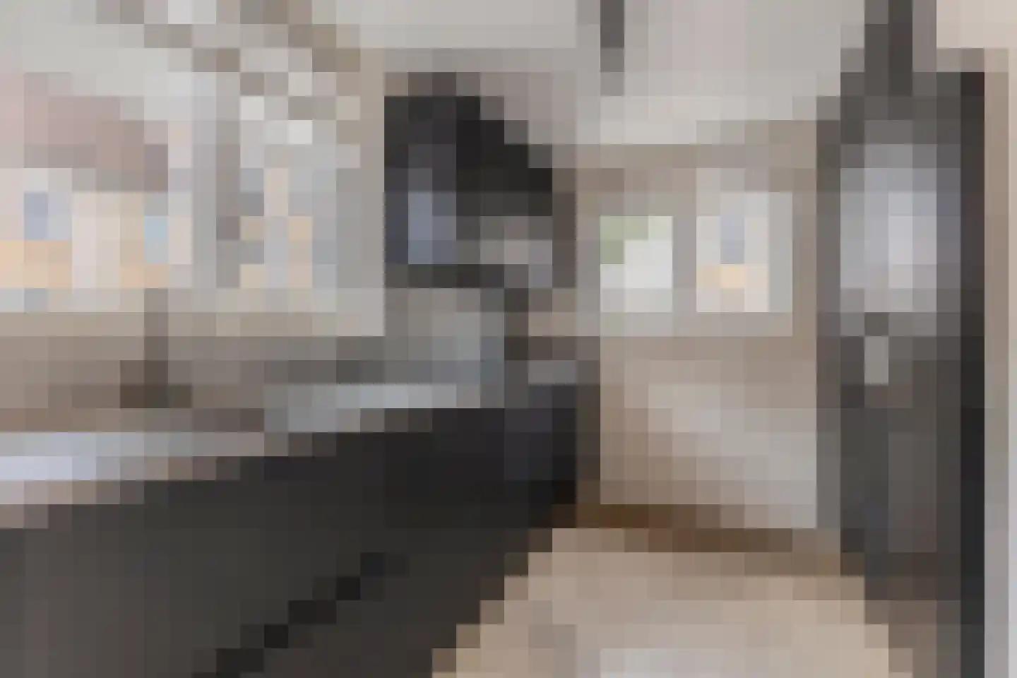 Rooimeester 2 Assendelft thumbnail 7