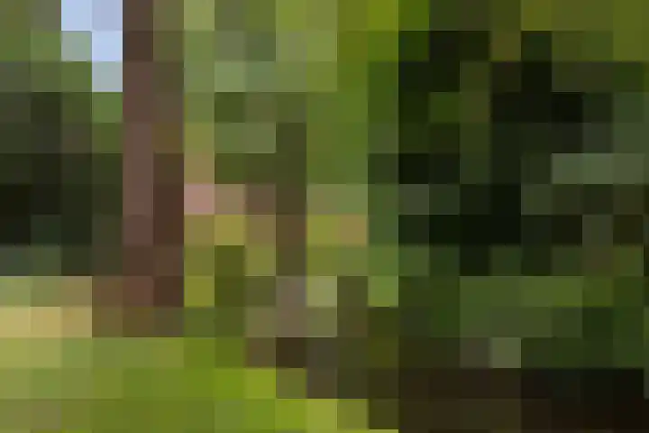 Roojan 10 Ugchelen thumbnail 38