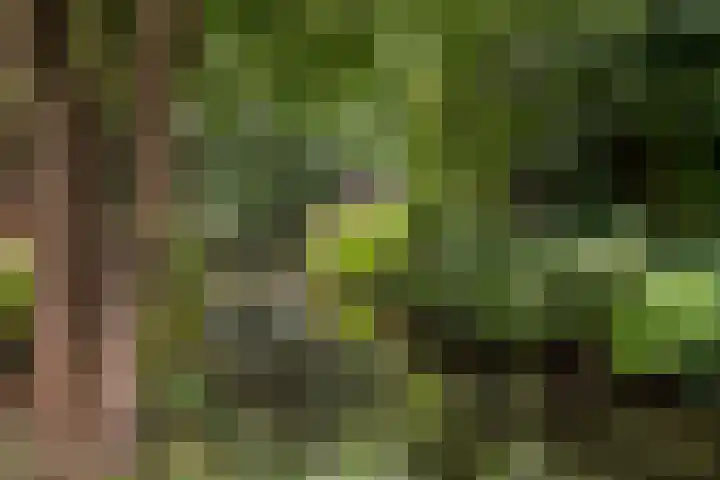 Roojan 10 Ugchelen thumbnail 39