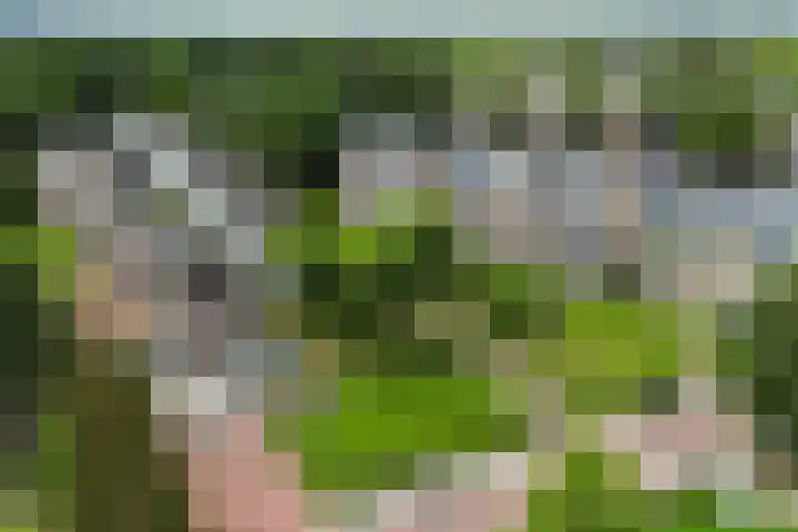 Roojan 10 Ugchelen thumbnail 4