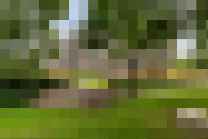 Roojan 10 Ugchelen thumbnail 40