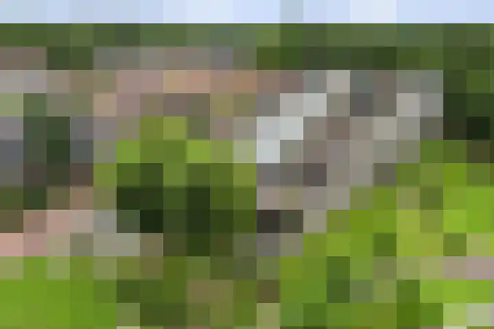Roojan 10 Ugchelen thumbnail 44