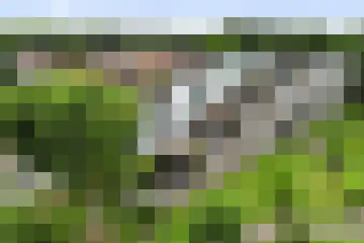 Roojan 10 Ugchelen thumbnail 45