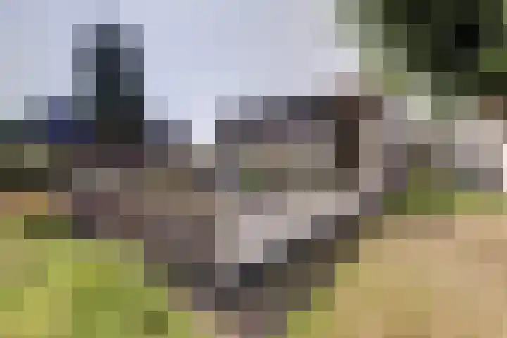 Roojan 2 Ugchelen thumbnail 16