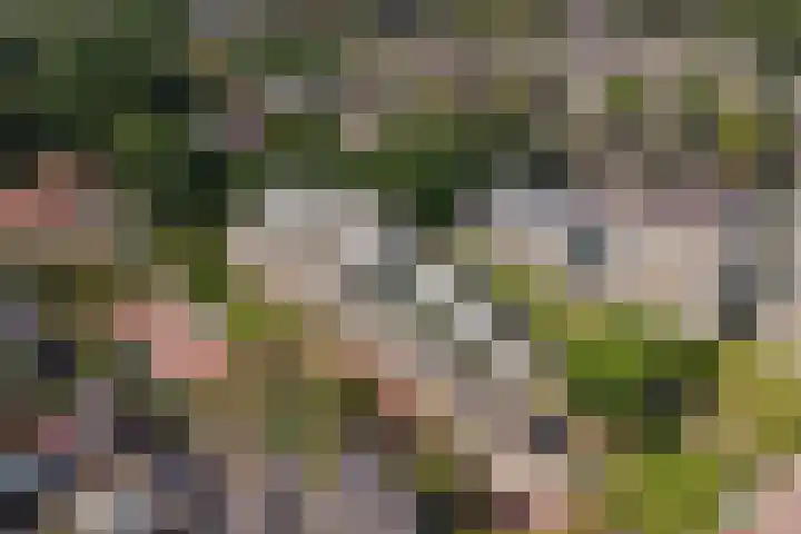 Roojan 2 Ugchelen thumbnail 36