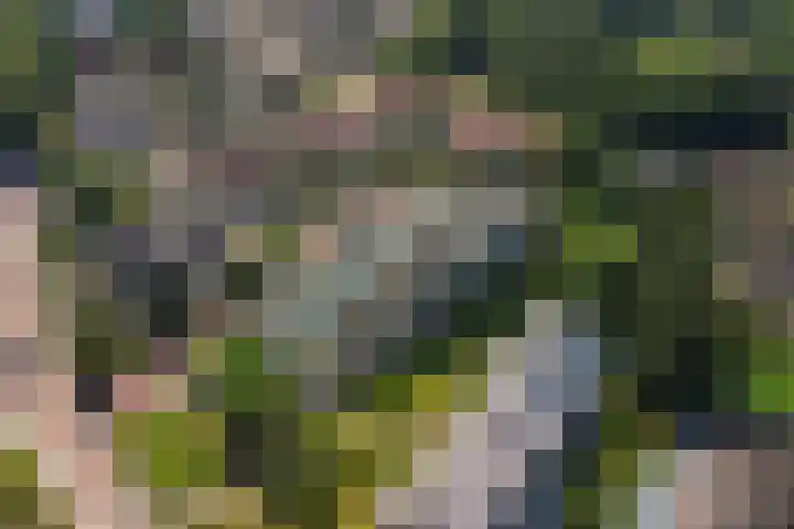 Roojan 2 Ugchelen thumbnail 38