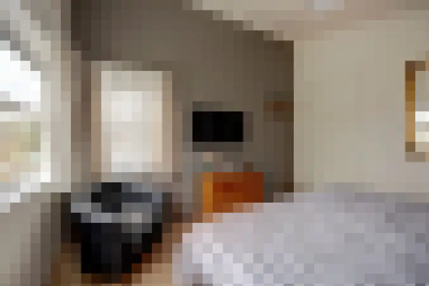 Roomkreek 5 Zuidland thumbnail 14
