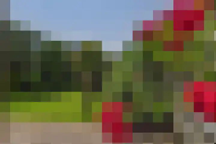 Roompot 25 Terneuzen thumbnail 33