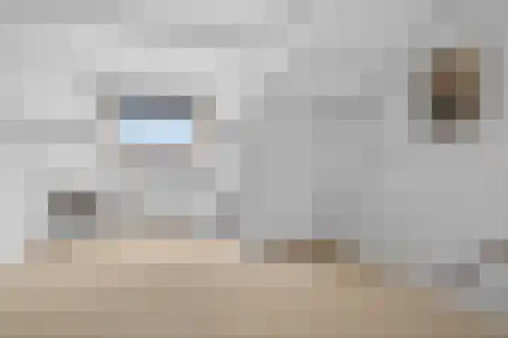 Roopkoper 1 Landsmeer thumbnail 22