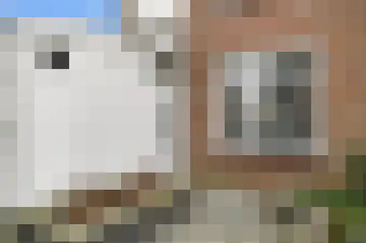 Roopkoper 1 Landsmeer thumbnail 30