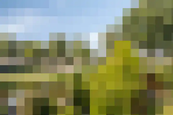 Roos 36 Krimpen aan den IJssel thumbnail 15