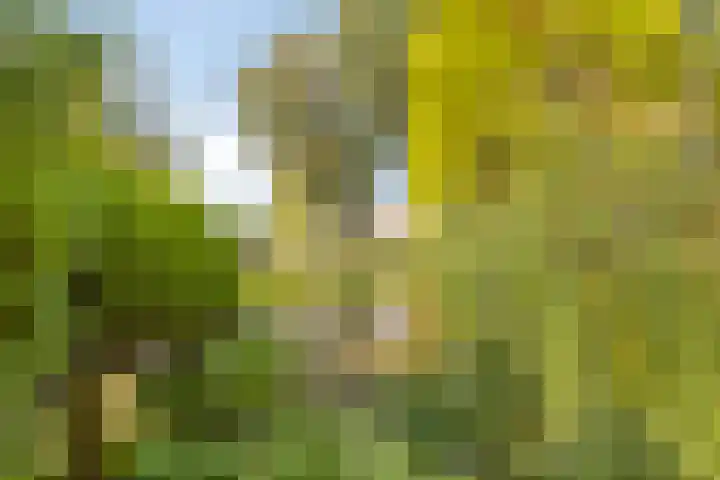Roos 36 Krimpen aan den IJssel thumbnail 21