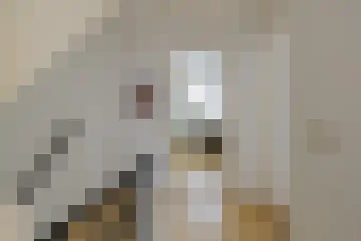 Roos en Beeklaan 18 Santpoort-Noord thumbnail 28