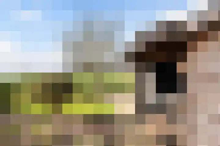 Roosdomsweg 18 Markelo thumbnail 5