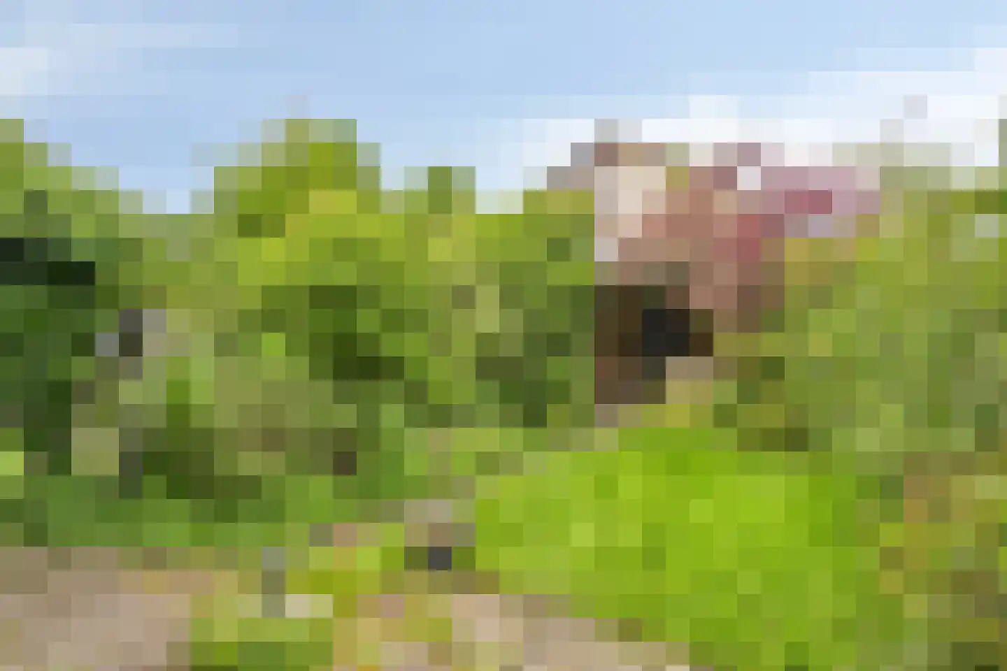 Rooseveltlaan 34 Castricum thumbnail 11