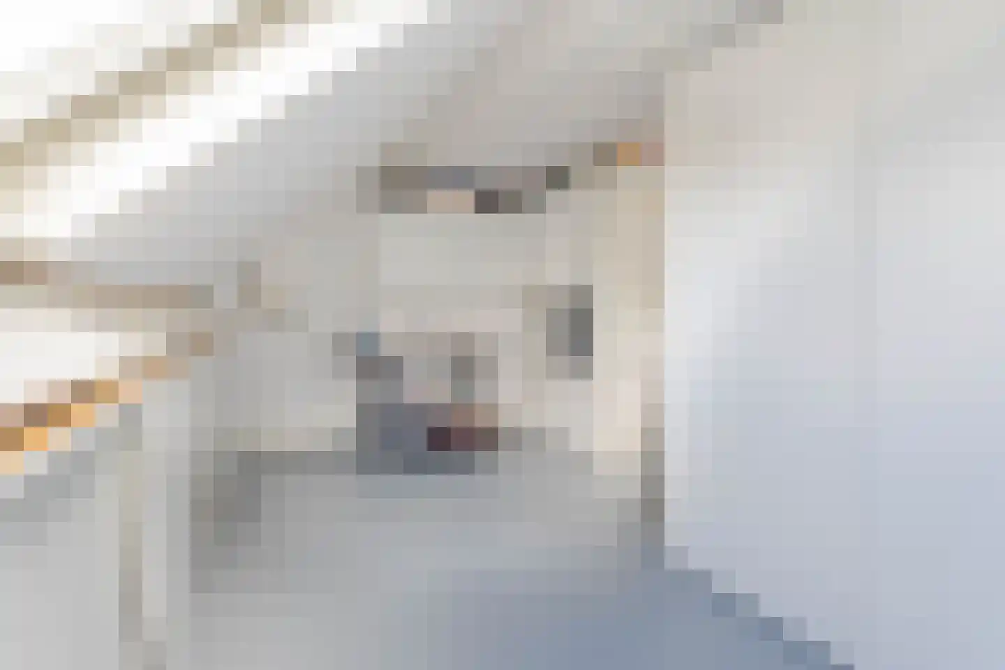 Roosje Voshoeve 68 Waddinxveen thumbnail 25