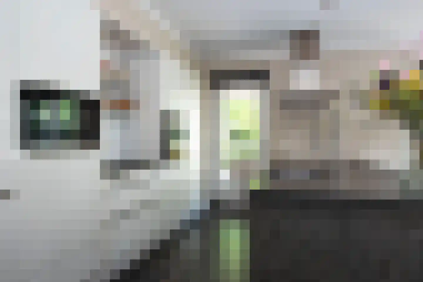 Roosjespeer 7 Borne thumbnail 18