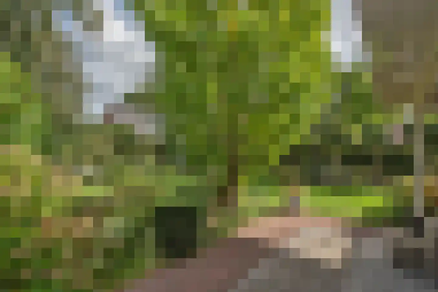 Roosjespeer 7 Borne thumbnail 44