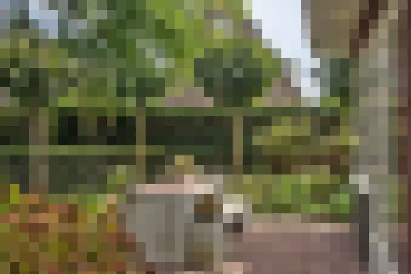 Roosjespeer 7 Borne thumbnail 46