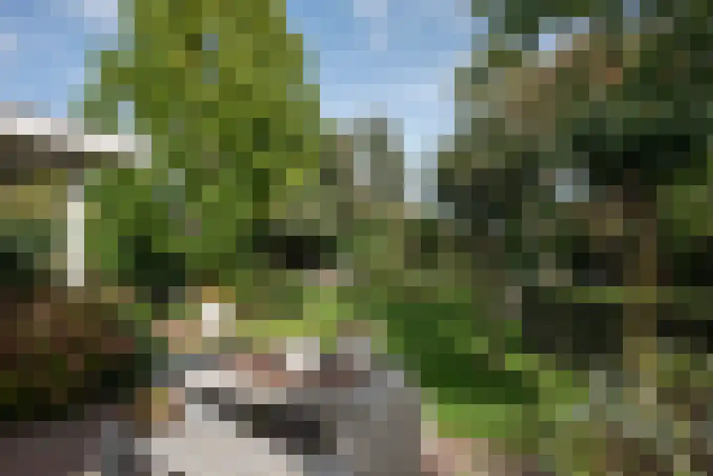 Roosjespeer 7 Borne thumbnail 47