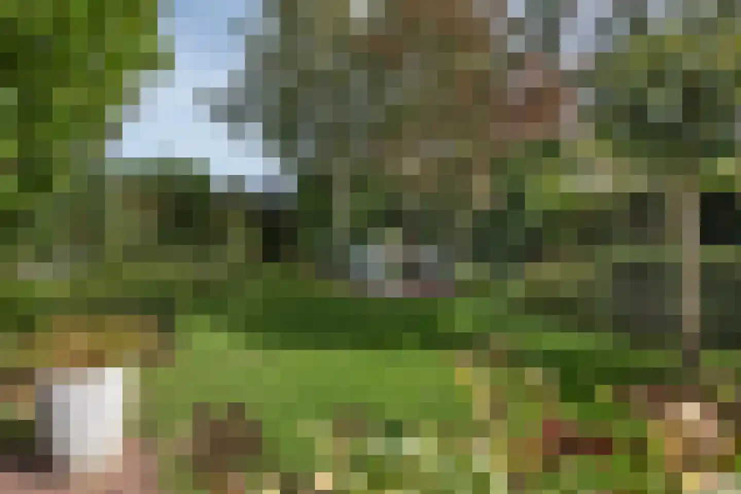 Roosjespeer 7 Borne thumbnail 48