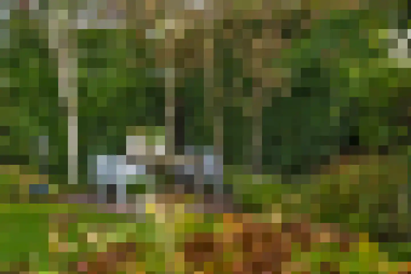 Roosjespeer 7 Borne thumbnail 49