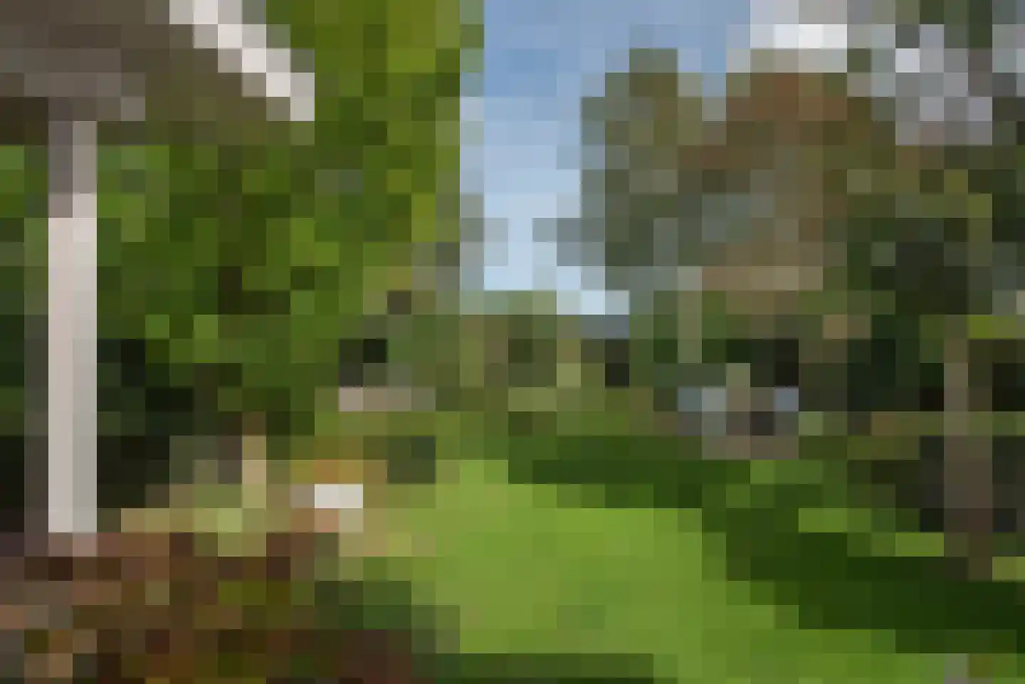 Roosjespeer 7 Borne thumbnail 5