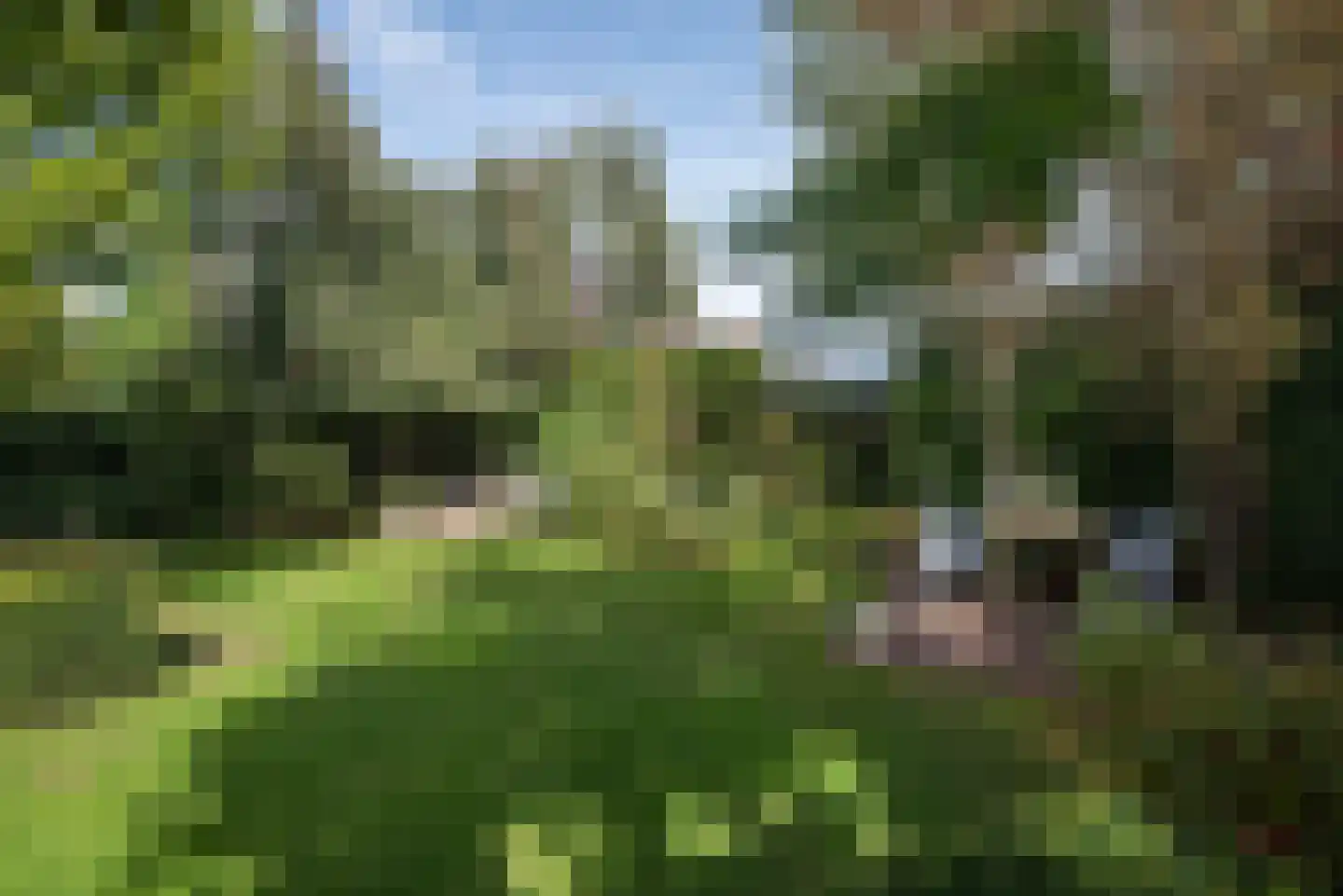Roosjespeer 7 Borne thumbnail 50